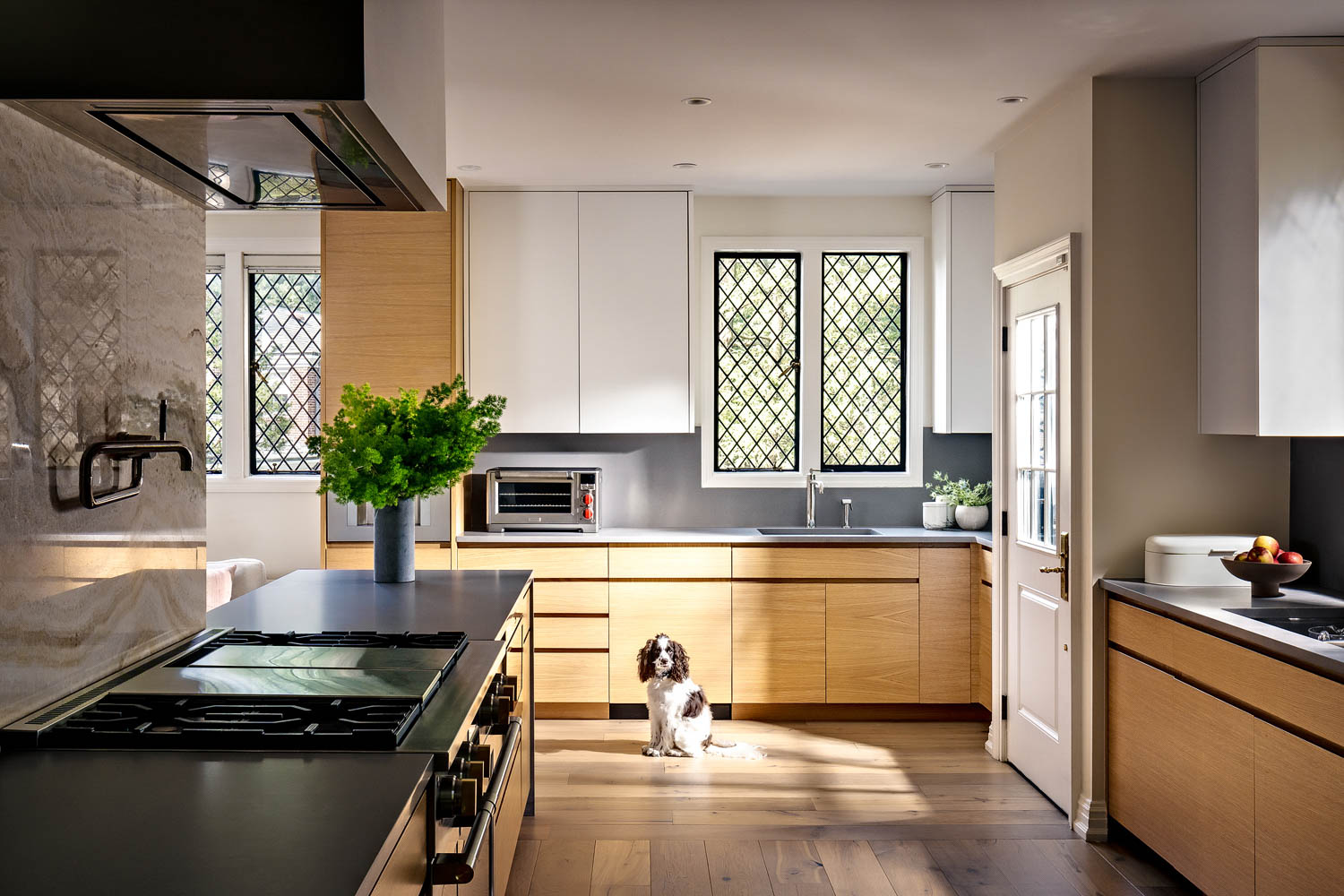 dog in sunlit kitchen