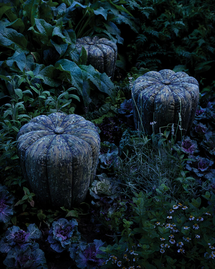 bunch of pumpkin looking hairs